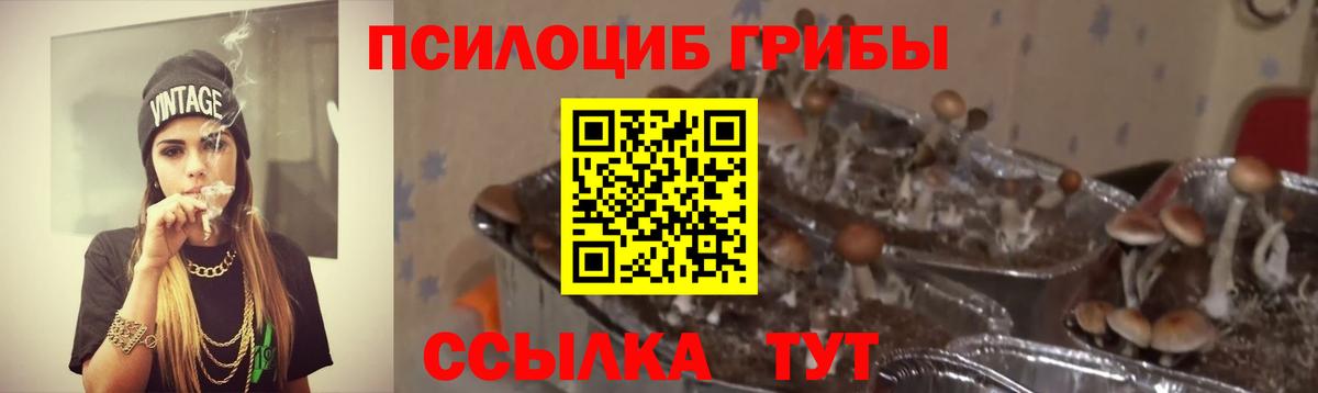 где найти наркотики  Вход с VPN  Ливны  Псилоцибиновые грибы мухоморы 